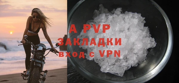 прущие грибы Новозыбков