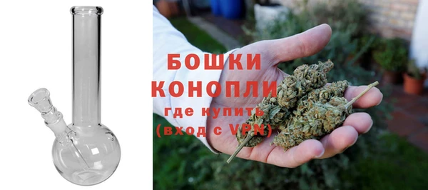 прущие грибы Новозыбков
