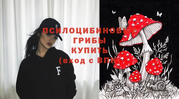 прущие грибы Новозыбков
