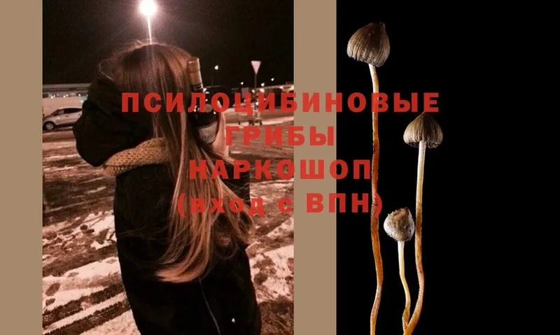 Галлюциногенные грибы Magic Shrooms  купить   Алексин 