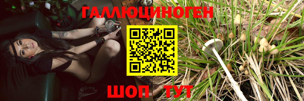 закладка  Вход с VPN  Галлюциногенные грибы мицелий  Алексин  Галлюциногенные грибы MAGIC MUSHROOMS 